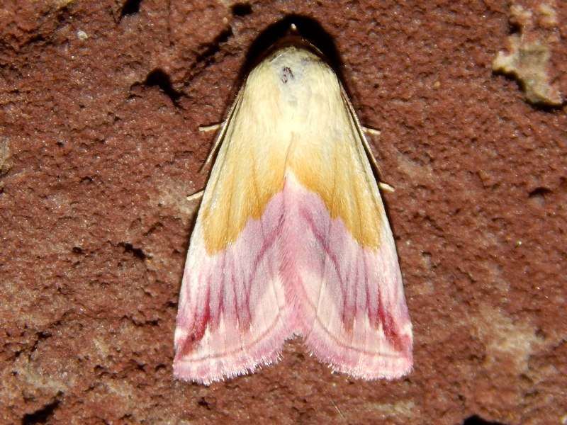 Eublemma purpurina